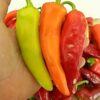 chilli-hungarian-hot-wax-seeds-3