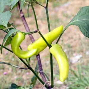 Chilli Hungarian Hot Wax