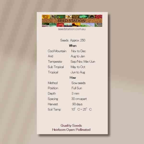 cosmos-seashells-back cosmos-seashells-back