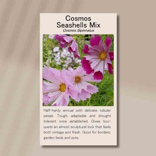 cosmos-seashells-front cosmos-seashells-front