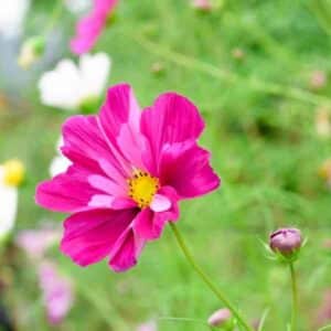 cosmos-seashells-mix-1