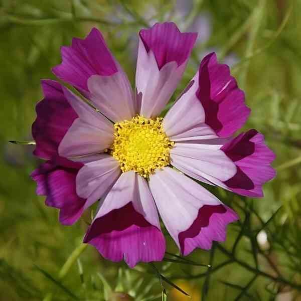 cosmos-seashells-mix-4 cosmos-seashells-mix-4