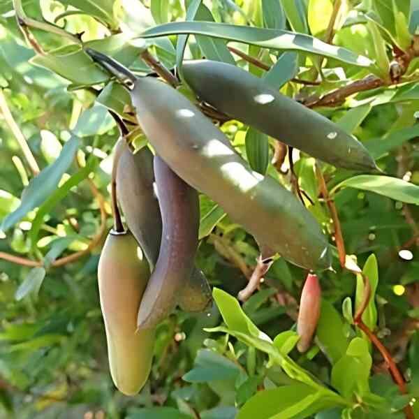 native-bluebell-seeds (1) native-bluebell-seeds (1)