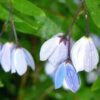 native-bluebell-seeds-2