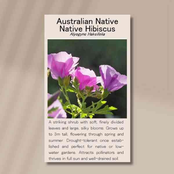 native-hibiscus-front native-hibiscus-front