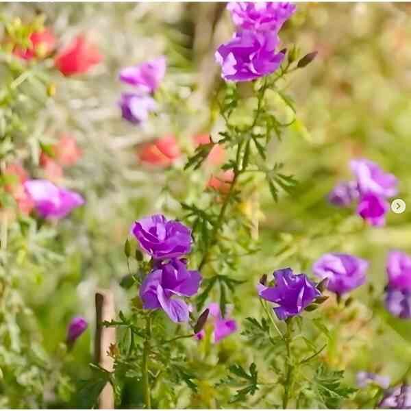 native-hibiscus-seeds-4 native-hibiscus-seeds-4