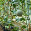 rock-melon-hales-best-seeds-4