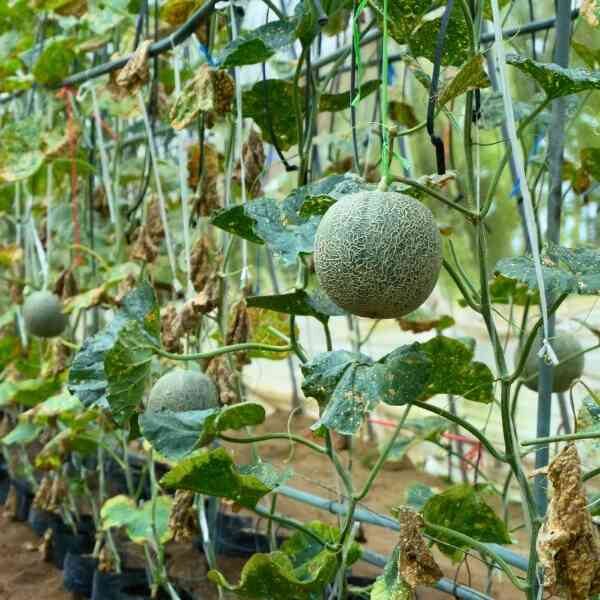 rock-melon-hales-best-seeds-4 rock-melon-hales-best-seeds-4