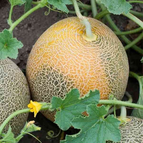 rock-melon-hales-best-seeds-5 rock-melon-hales-best-seeds-5