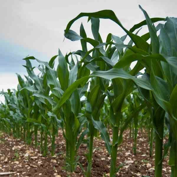 sweet-corn-legacy-seeds-1 sweet-corn-legacy-seeds-1