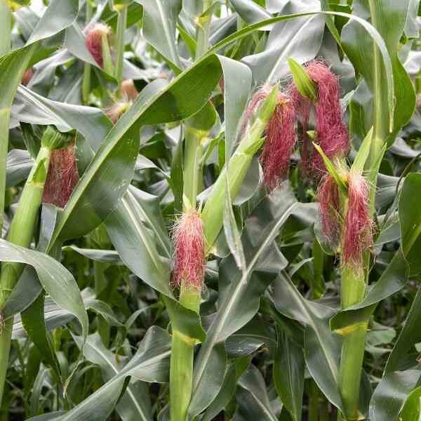sweet-corn-legacy-seeds-2 sweet-corn-legacy-seeds-2