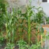 sweet-corn-legacy-seeds-3