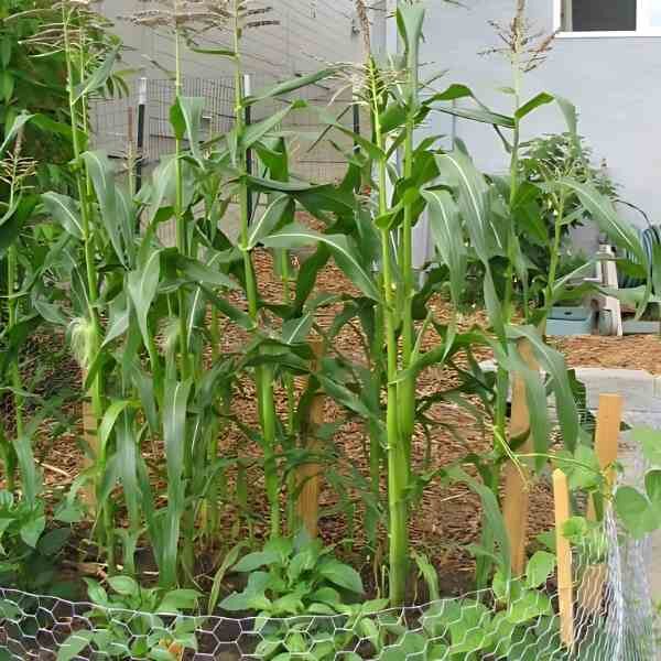 sweet-corn-legacy-seeds-3 sweet-corn-legacy-seeds-3
