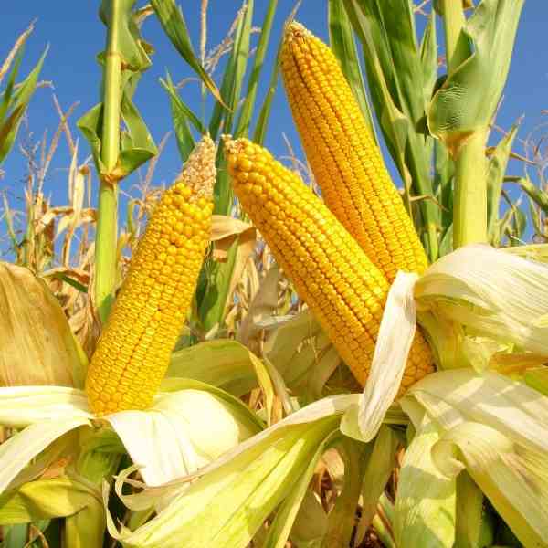 sweet corn legacy seeds