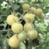 tomato-white-cherry-seeds-2