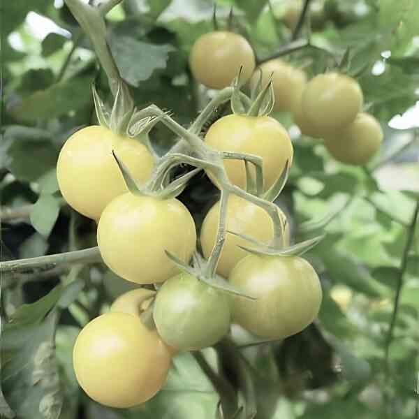 tomato-white-cherry-seeds-2 tomato-white-cherry-seeds-2