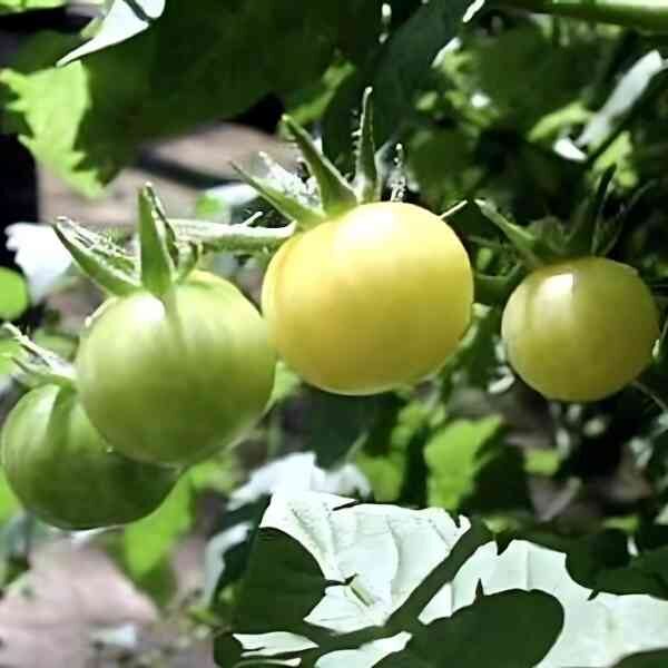 tomato-white-cherry-seeds-3 tomato-white-cherry-seeds-3
