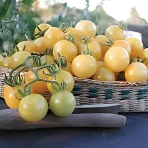 Tomato White Cherry