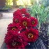 zinnia-meteor-seeds-3