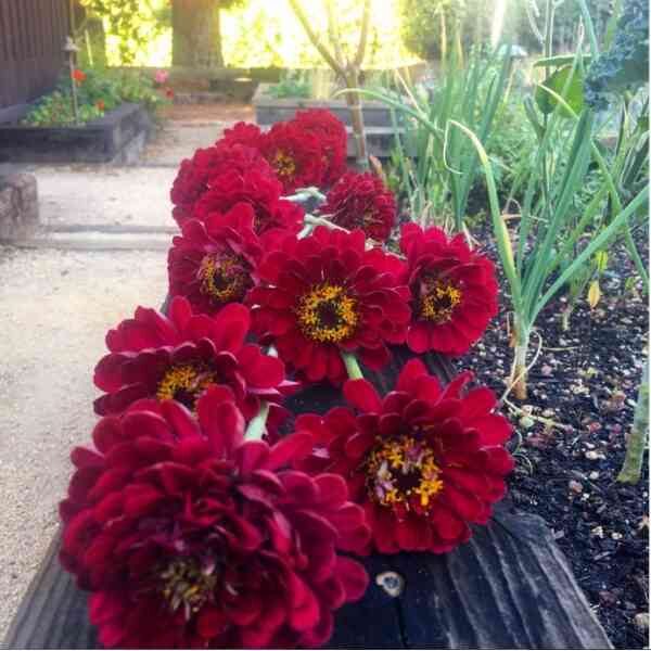 zinnia-meteor-seeds-3 zinnia-meteor-seeds-3