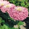 zinnia-rosy-lavender-seeds-2