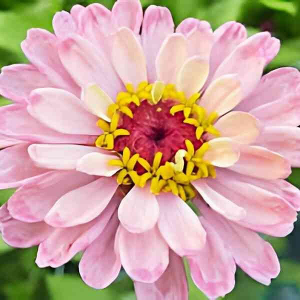 zinnia-rosy-lavender-seeds-5 zinnia-rosy-lavender-seeds-5