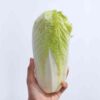 cabbage-wong-bok-seeds-1