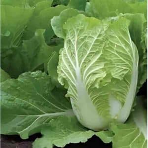 cabbage-wong-bok-seeds-2