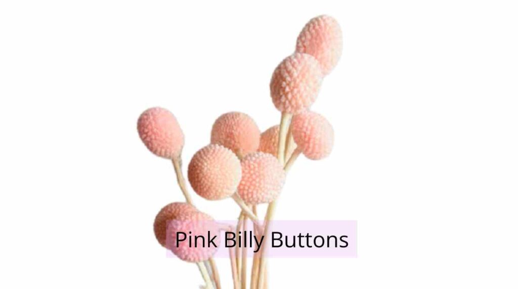 post edible flowers globe amaranth dried 1