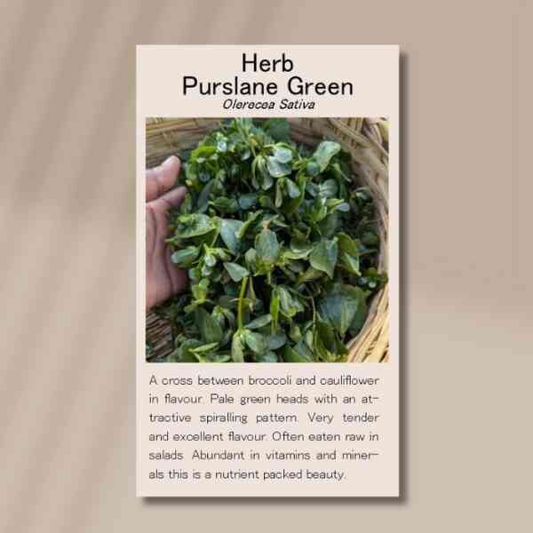purslane-front purslane-front