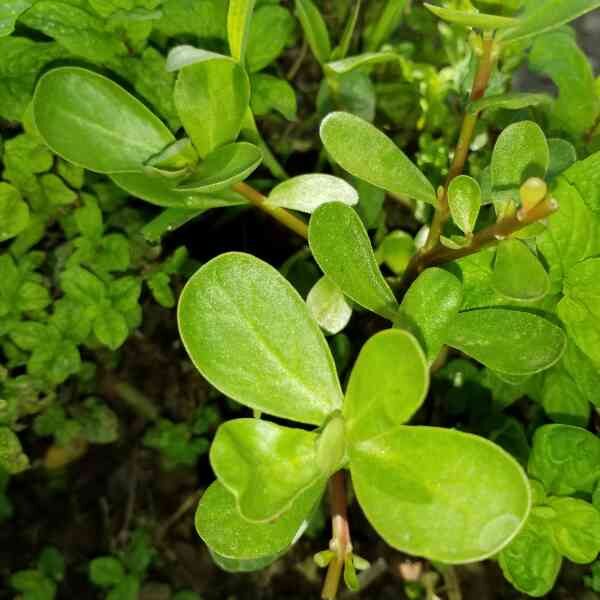 purslane-green-seeds