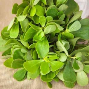 Purslane