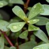 purslane-seeds-3