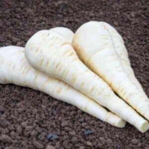 parsnip-demeter-seeds-3