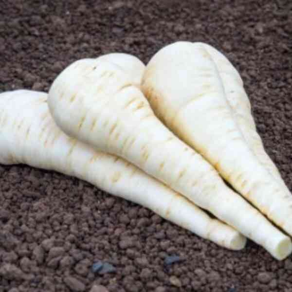 parsnip-demeter-seeds-3 parsnip-demeter-seeds-3