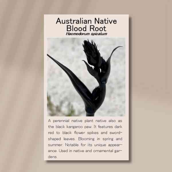 blood-root-front blood-root-front