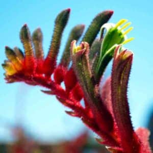 Kangaroo Paw Manglesii