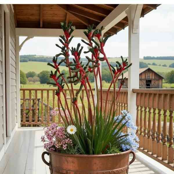 kangaroo-paw-manglesii-seeds=4 kangaroo-paw-manglesii-seeds=4