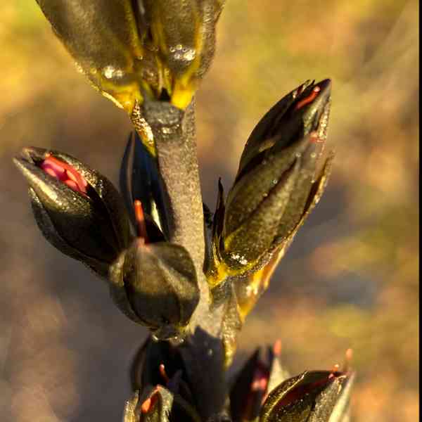 native blood root seeds 1
